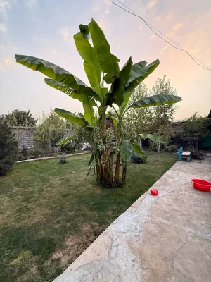 Фото 2 Дом в Паркентском районе