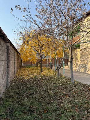 Фото 4 Дача в Чирчик-Газалкент