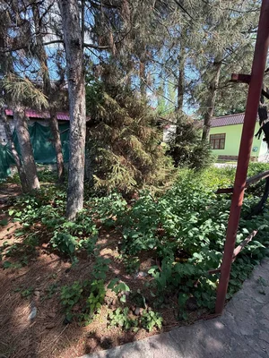 Фото 4 Дача в Паркентском районе