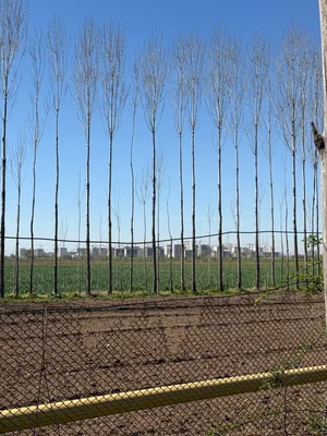 Фото 2 Участок в Янгибазаре